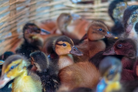 Ducks and ducklings on sale in baskets at a live animal market in the city of Imphal in Manipur in the Northeast of India