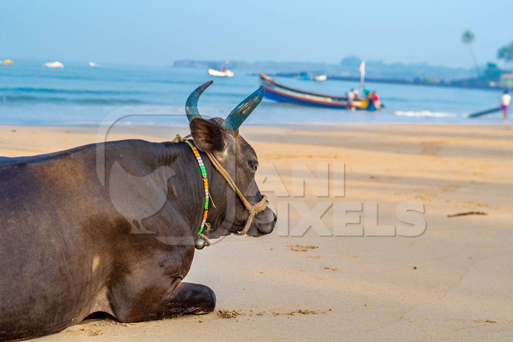 Indian cow or bull with large horns sitting on the beach in Maharashtra, India