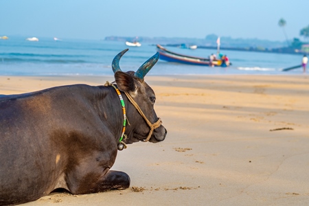 Indian cow or bull with large horns sitting on the beach in Maharashtra, India