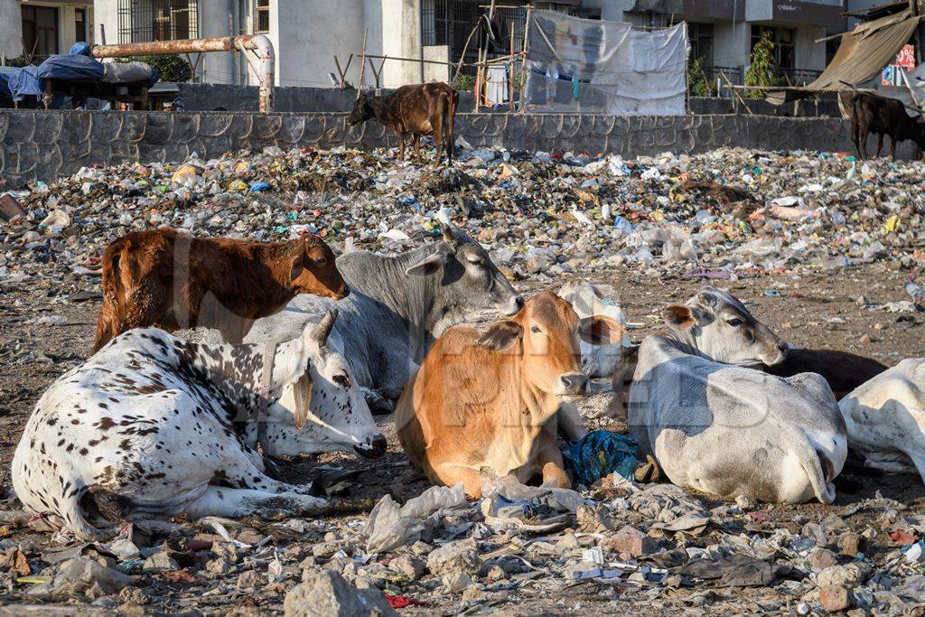 Indian street or stray cows or bullocks on a garbage dump with plastic pollution, Ghazipur, Delhi, India, 2022