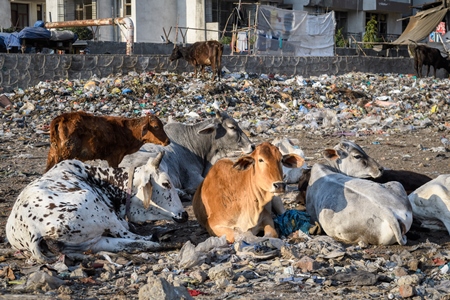 Indian street or stray cows or bullocks on a garbage dump with plastic pollution, Ghazipur, Delhi, India, 2022