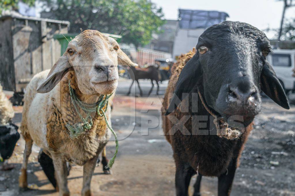 Two sheep in the street outside a mutton shop in a urban city