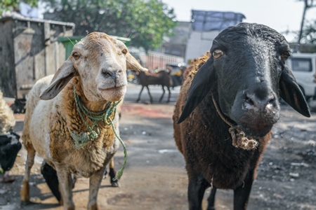 Two sheep in the street outside a mutton shop in a urban city