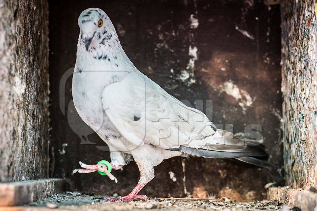 White pet dove or pigeon in Mumbai