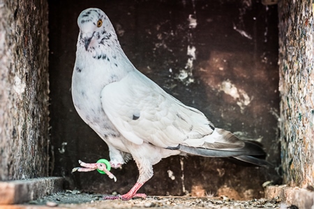 White pet dove or pigeon in Mumbai