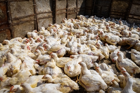 Enclosure with Indian broiler chickens at Ghazipur murga mandi, Ghazipur, Delhi, India, 2022