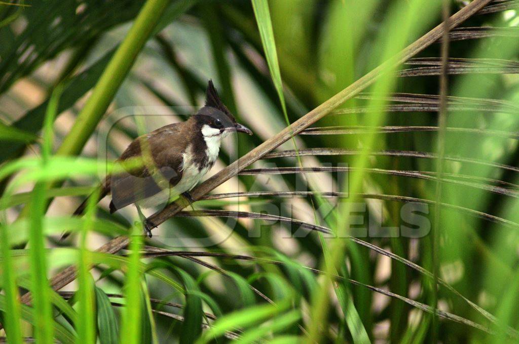 Red-vented bulbul sitting on plants