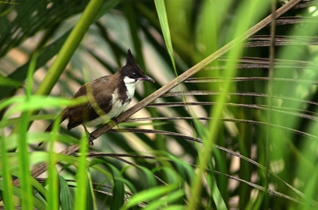 Red-vented bulbul sitting on plants
