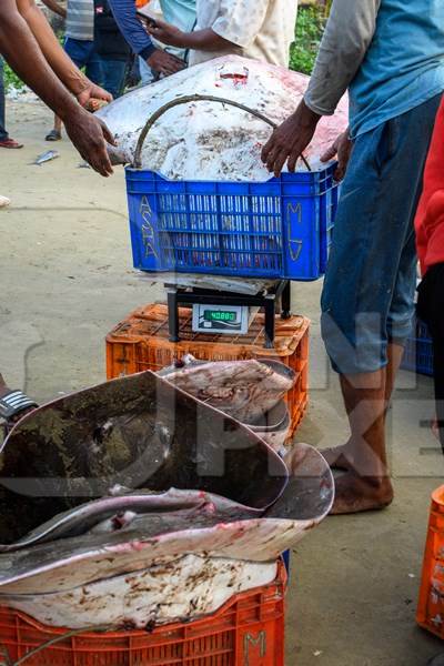 Dead Indian stingray fish in a crate being weighed at Malvan fish market on beach in Malvan, Maharashtra, India, 2022