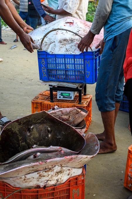 Dead Indian stingray fish in a crate being weighed at Malvan fish market on beach in Malvan, Maharashtra, India, 2022