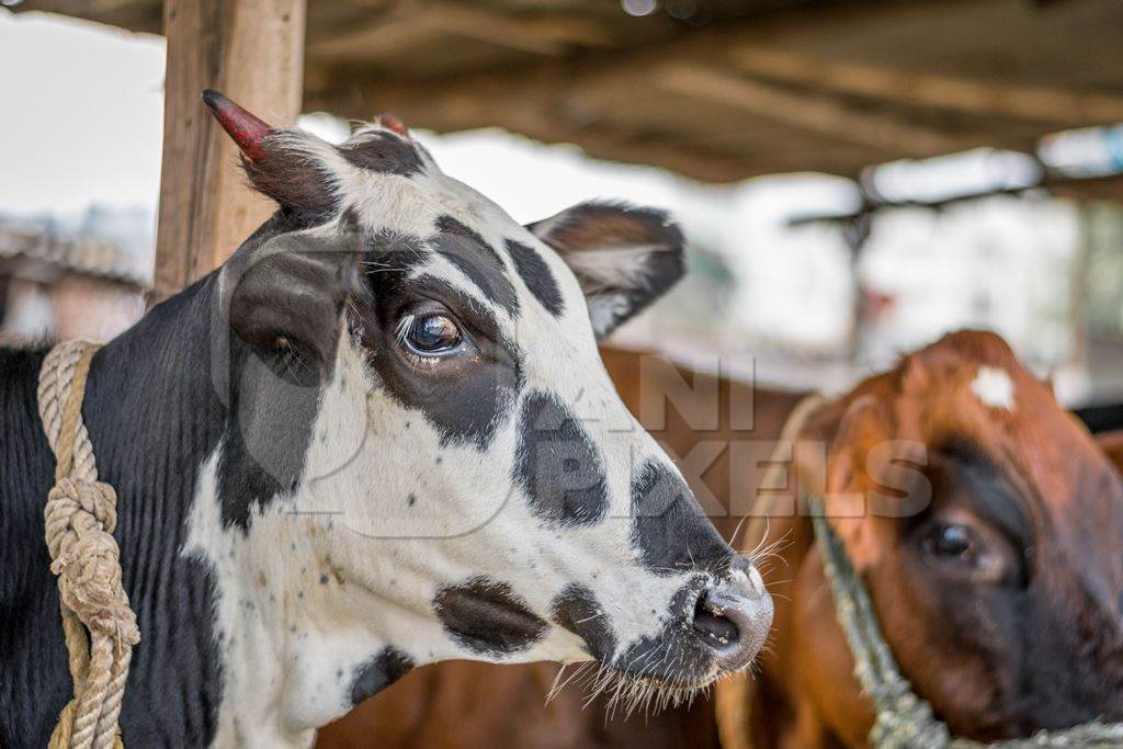 Indian cows tied up on an urban Indian dairy farm in a city in Maharashtra, 2016