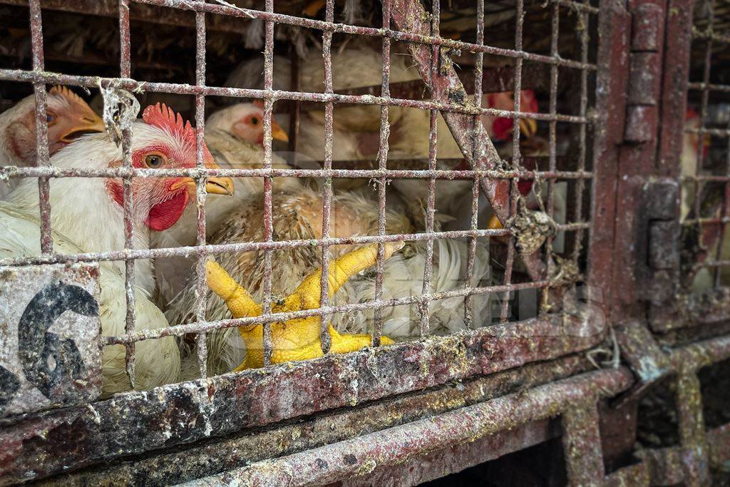 Indian broiler chickens in a dirty transport truck outside Shivaji meat market, Pune, India, 2024