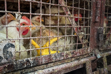 Indian broiler chickens in a dirty transport truck outside Shivaji meat market, Pune, India, 2024