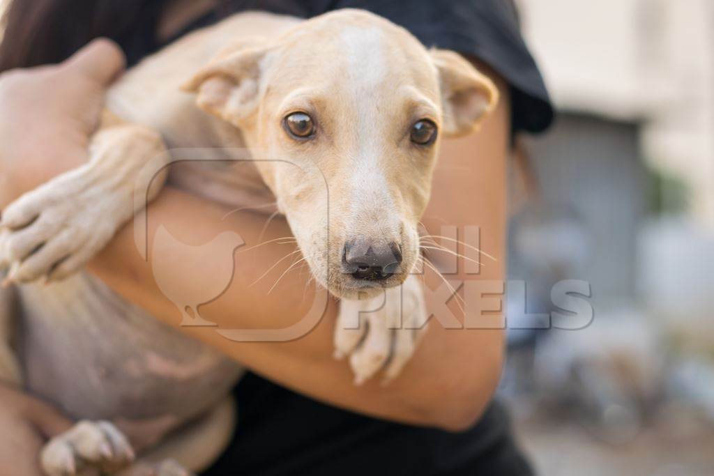 Animal rescue volunteer carrying Indian stray puppy dog or street puppy dog, India