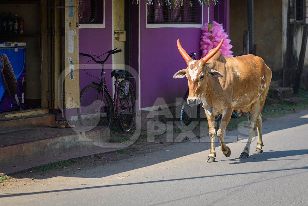 Indian street cows in the road in the village of Malvan, Maharashtra, India, 2022