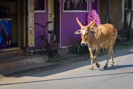 Indian street cows in the road in the village of Malvan, Maharashtra, India, 2022