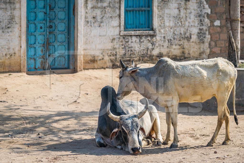 two grey Indian cows or bullocks grooming each other in the street with blue doors in rural Bishnoi village in Rajasthan, India, 2017