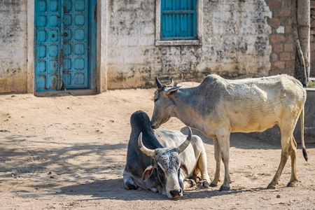 two grey Indian cows or bullocks grooming each other in the street with blue doors in rural Bishnoi village in Rajasthan, India, 2017