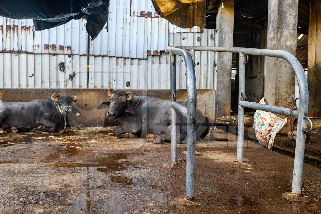 Indian buffaloes tied up near a metal stall on a concrete shed on an urban dairy farm or tabela, Aarey milk colony, Mumbai, India, 2023