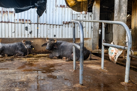 Indian buffaloes tied up near a metal stall on a concrete shed on an urban dairy farm or tabela, Aarey milk colony, Mumbai, India, 2023
