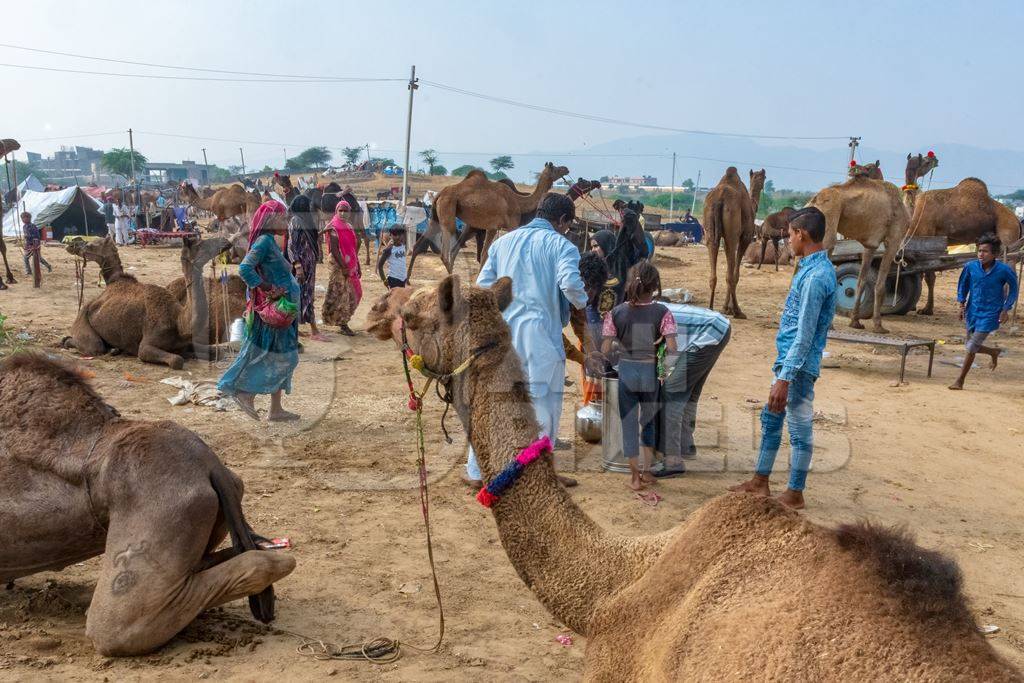 Decorated Indian camels in a field at Pushkar camel fair or mela in Rajasthan, India, 2019