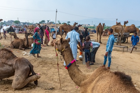 Decorated Indian camels in a field at Pushkar camel fair or mela in Rajasthan, India, 2019