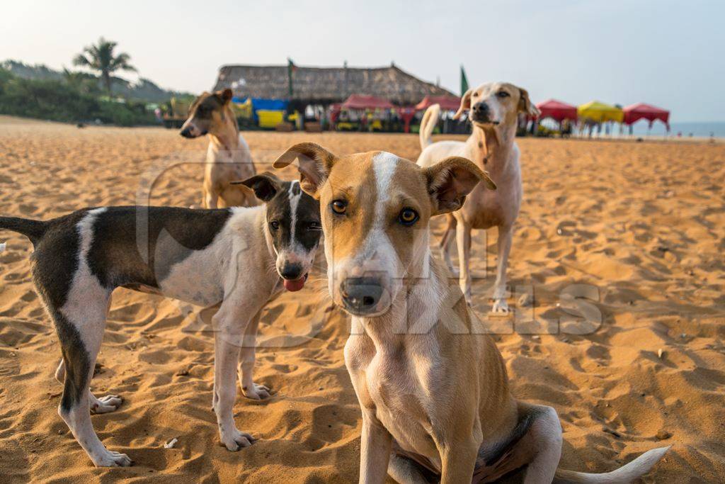 Stray street dogs and puppies playing on beach in Goa