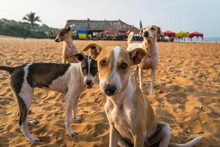 Stray street dogs and puppies playing on beach in Goa