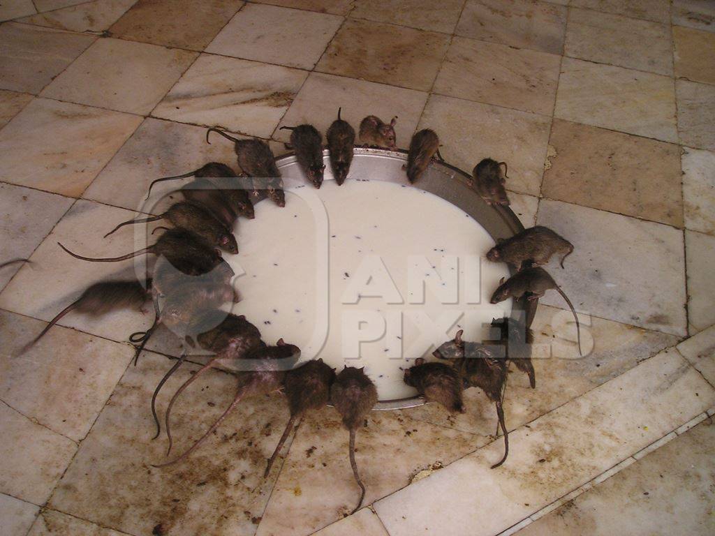 Rats drinking milk at Karni Mata rat temple in Rajasthan