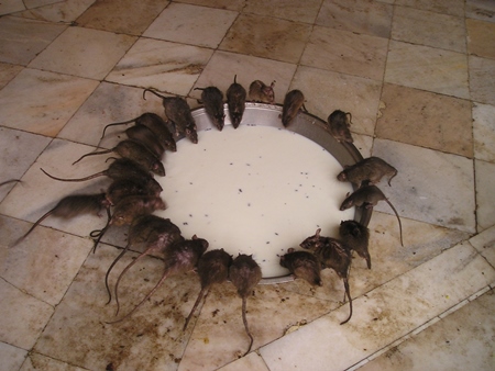 Rats drinking milk at Karni Mata rat temple in Rajasthan
