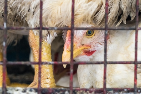 Broiler chickens packed into a cage at a chicken shop