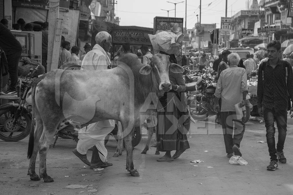 Indian street cow or bullock walking in the road in small town in Rajasthan in India in black and white
