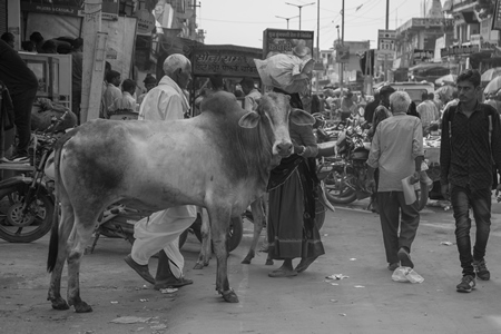 Indian street cow or bullock walking in the road in small town in Rajasthan in India in black and white