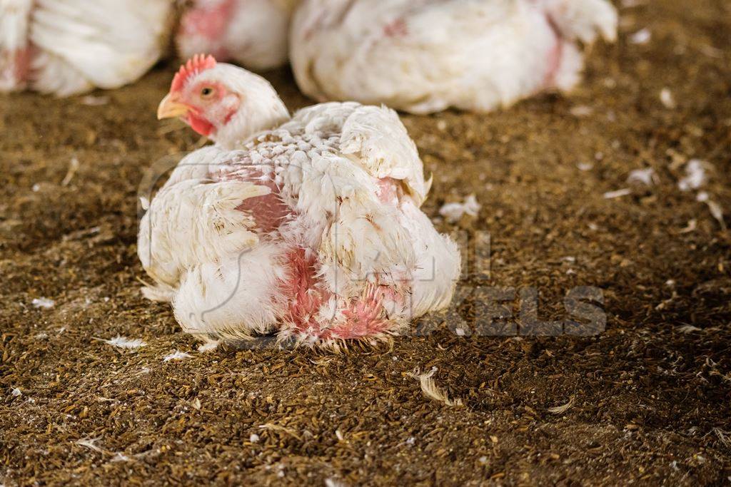 White broiler chickens raised for meat on a large poultry broiler farm in Maharashtra in India