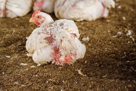 White broiler chickens raised for meat on a large poultry broiler farm in Maharashtra in India