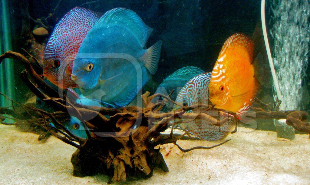 Colourful tropical discus fish held captive in an aquarium