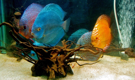 Colourful tropical discus fish held captive in an aquarium