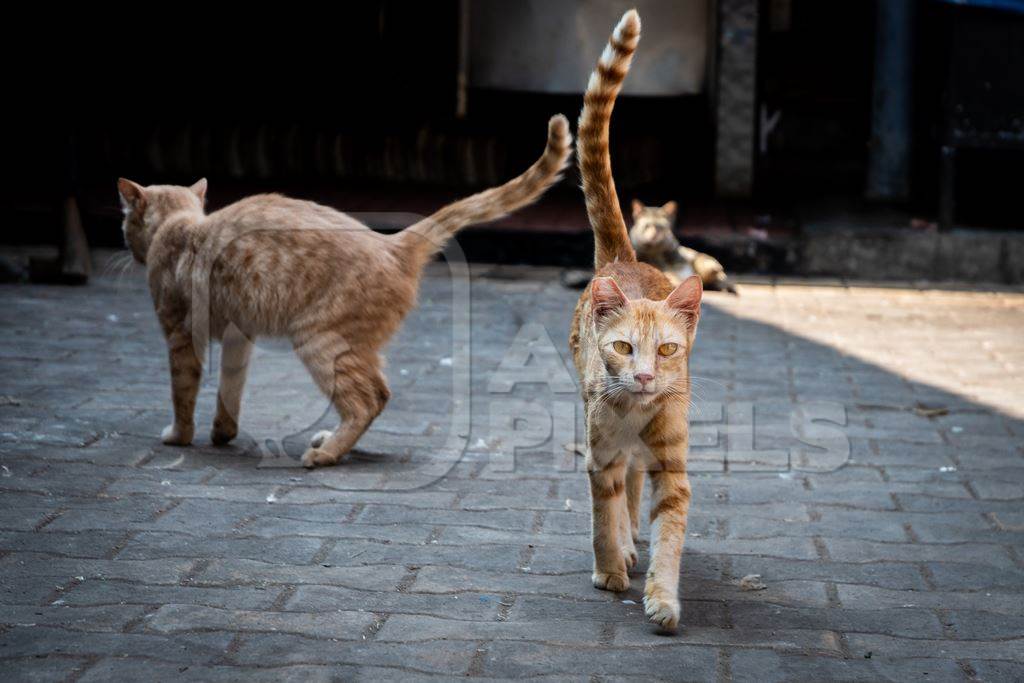 street cats download street cats download