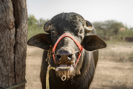 Indian buffalo bellowing at Nagaur Cattle Fair, Nagaur, Rajasthan, India, 2022