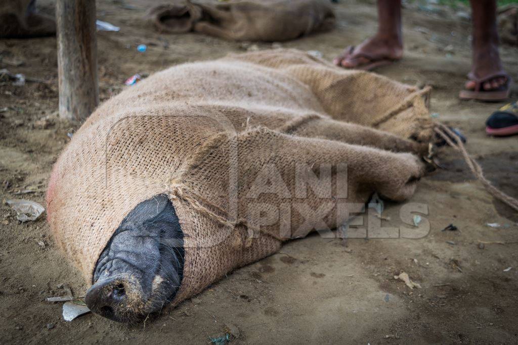 Pig tied up in sack on sale for meat at the weekly animal market