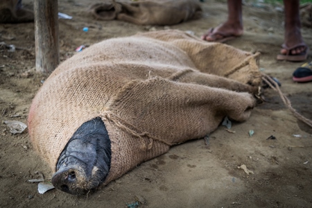 Pig tied up in sack on sale for meat at the weekly animal market