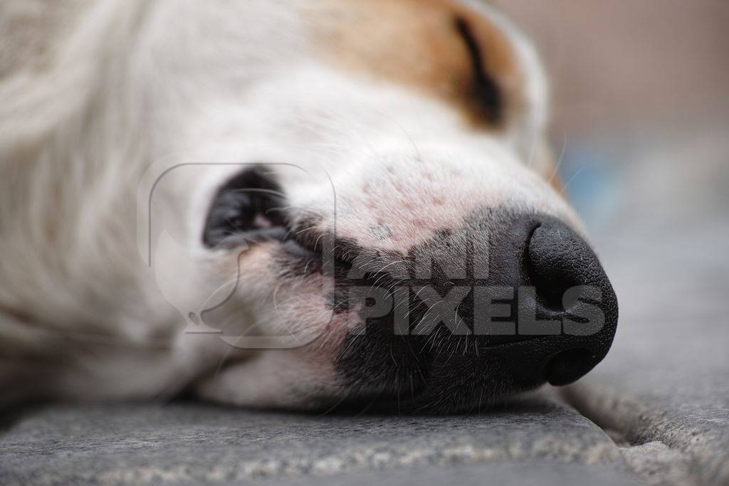 Close up of head and nose of sleeping street dog