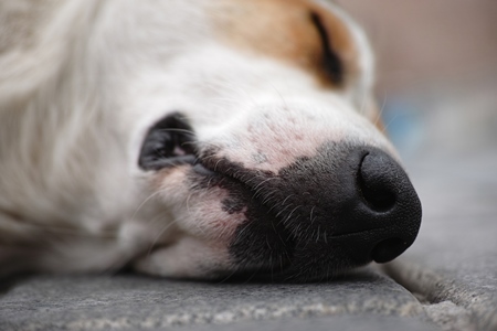 Close up of head and nose of sleeping street dog