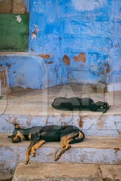 Indian stray street dogs sleeping on steps with blue wall background, Jodhpur, India, 2017