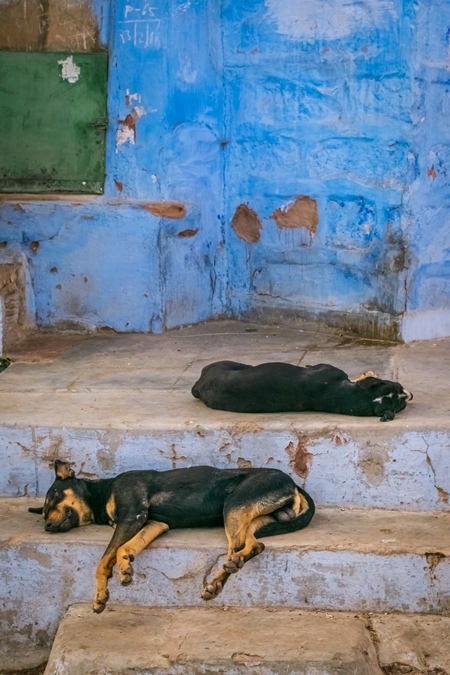 Indian stray street dogs sleeping on steps with blue wall background, Jodhpur, India, 2017