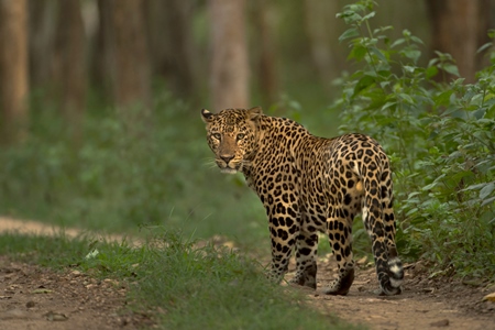 Leopard walking in the forest