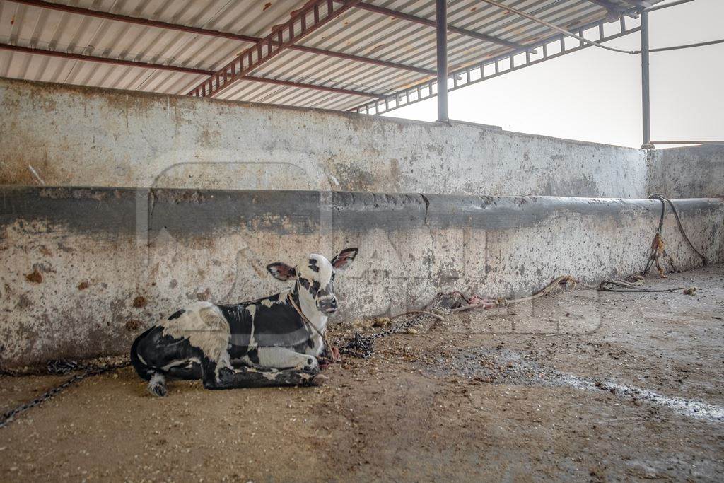 Photo of farmed Indian calf tied up alone away from his mother in an urban dairy farm in a city in Maharashtra, India