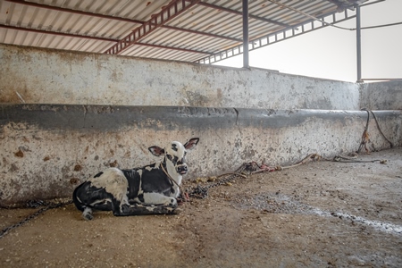 Photo of farmed Indian calf tied up alone away from his mother in an urban dairy farm in a city in Maharashtra, India