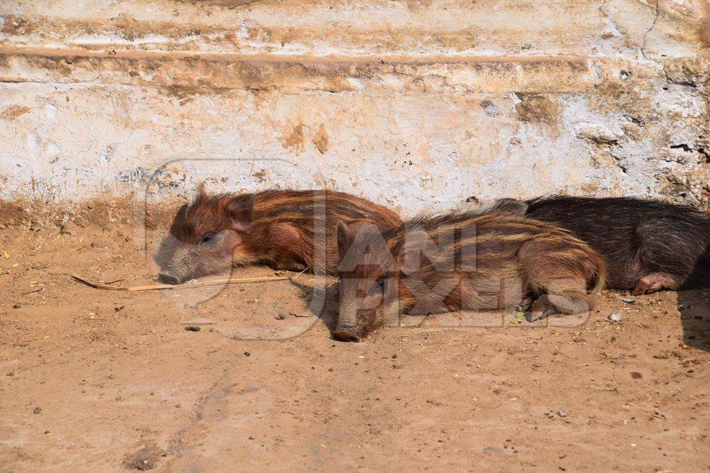 Feral striped piglets in urban city lying on ground