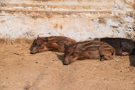 Feral striped piglets in urban city lying on ground